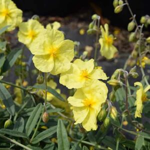 Helianthemum 'Wisley Primrose' ---